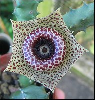 Huernia guttata ssp reticulata